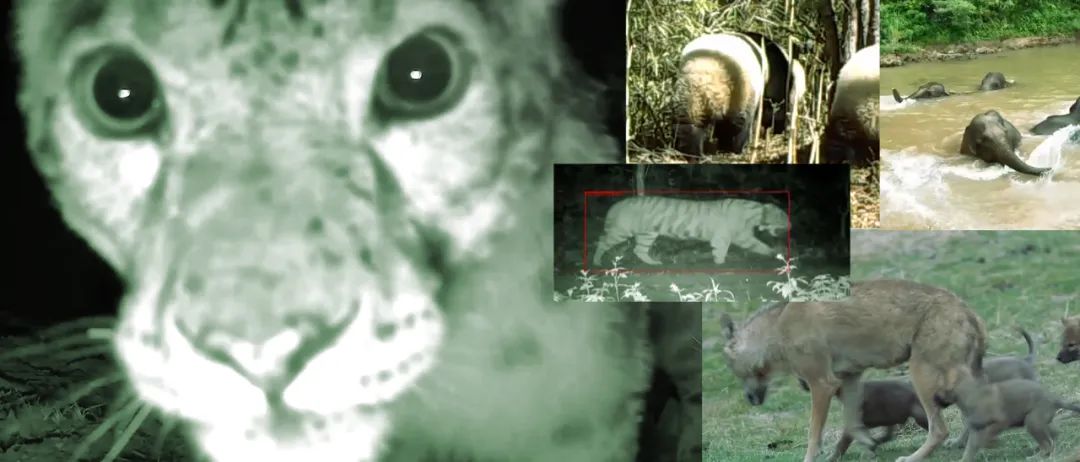 这些野生动物频频出镜，网友：超治愈